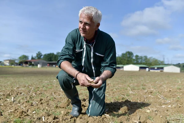 Farmer checking dryness of farm soil