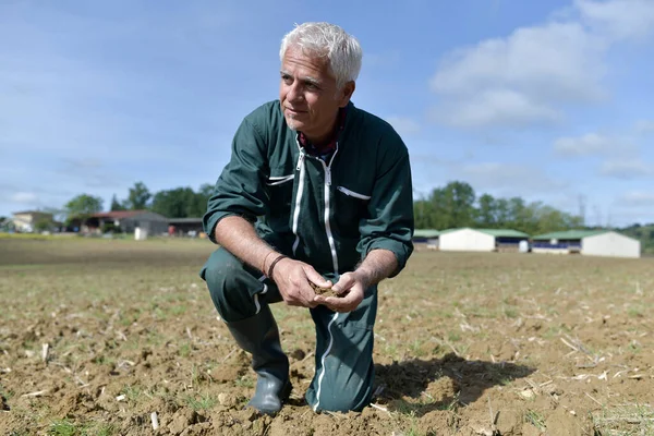 Landwirt Überprüft Trockenheit Des Ackerbodens — Stockfoto