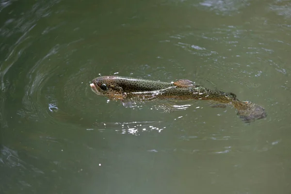 Bela Truta Arco Íris Gobbling Rio Claro — Fotografia de Stock