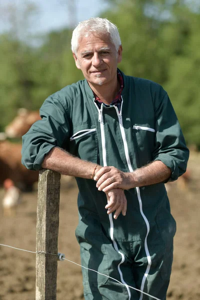 Agricultor Apoyado Cerca Ganado Fondo —  Fotos de Stock