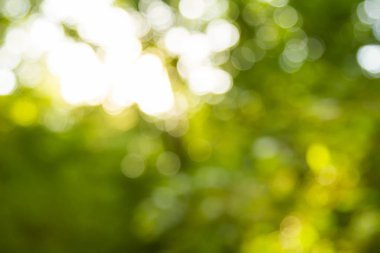 Soyut Yeşil bokeh arka plan. Ormanda bokeh ışığında. Gün doğumu ve batımı ormandaki arka plan bulanıklık.