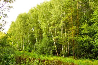 Yaz perspektif içinde bir kalın yeşil orman kenarı