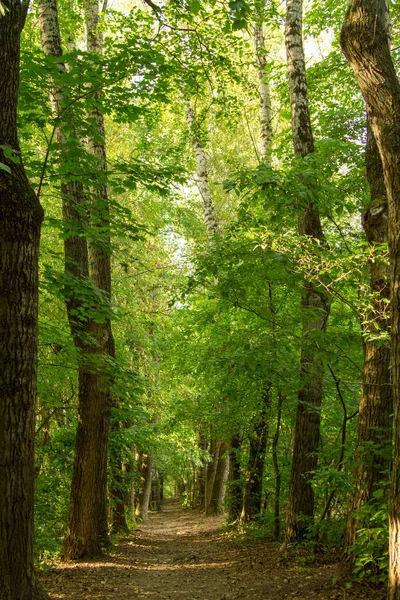 tunnel of green trees, a path in the distance. Perspective frame. Summer is waiting for autumn, appeared on earth the first dry leaves