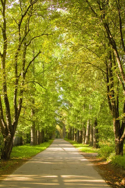 tunnel of green trees, a path in the distance. Perspective frame. Summer is waiting for autumn, appeared on earth the first dry leaves