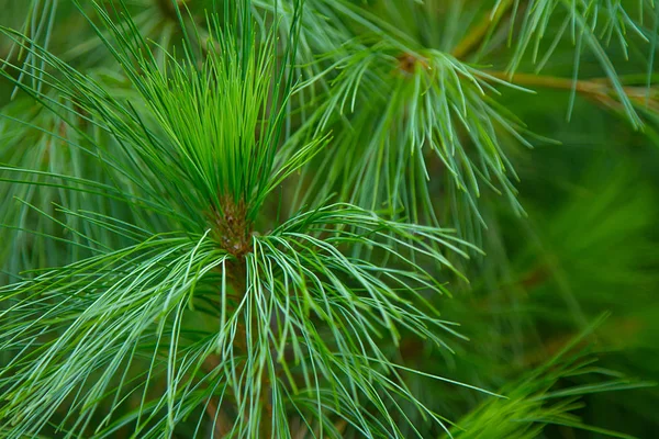 Long Pine Green Needles Branches Close Nature Background — Stock Photo, Image