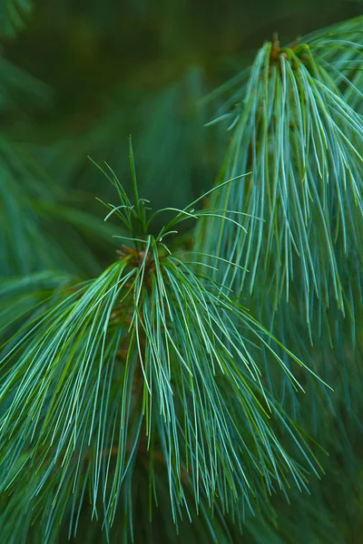 Long Pine Groene Naalden Takken Close Achtergrond Van Natuur — Stockfoto