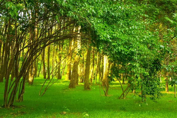 Branches Trees Green Foliage Leaned Beautifully Ground Creating Tunnel Forest — Stock Photo, Image