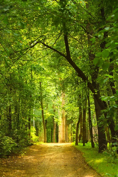 Tunnel Green Trees Path Distance Perspective Frame Summer Waiting Autumn Stock Picture