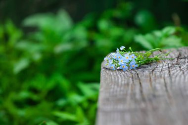 korun üzerinde eski ahşap arka plan perspective.background-yaz doğada, bahçe buket. Çiçekler üzerinde odaklanmak.