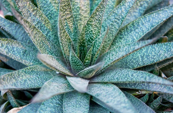 Rostliny Aloe Vera, tropickou zelení v přirozeném prostředí — Stock fotografie