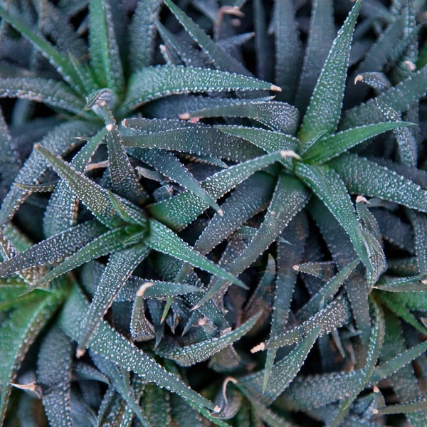 Stekelige plant in macro achtergrond met kopie ruimte. — Stockfoto