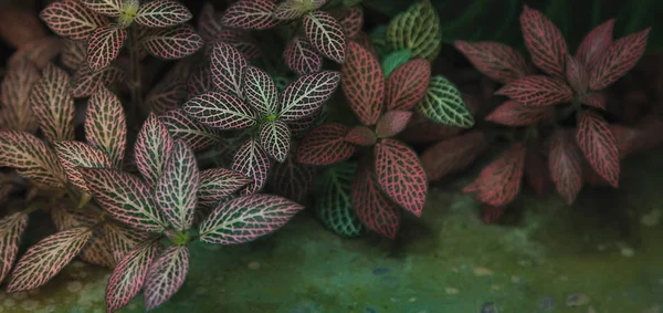 Nahaufnahme grüner und roter Blätter, Draufsicht. pflanzlichen Hintergrund. fittonia albivenis-Pflanze. — Stockfoto