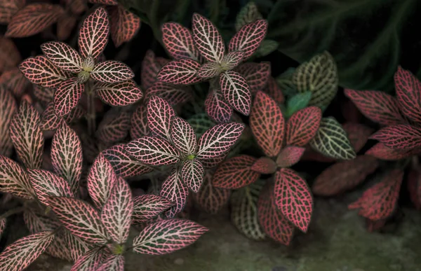 Nahaufnahme grüner und roter Blätter, Draufsicht. pflanzlichen Hintergrund. fittonia albivenis-Pflanze. — Stockfoto