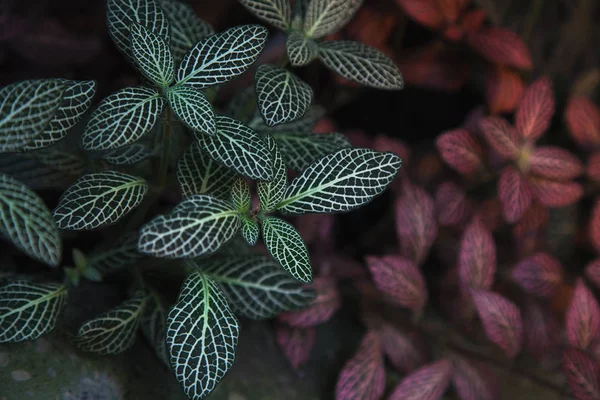 Nahaufnahme grüner und roter Blätter, Draufsicht. pflanzlichen Hintergrund. fittonia albivenis-Pflanze. — Stockfoto