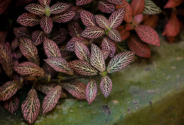 Nahaufnahme grüner und roter Blätter, Draufsicht. pflanzlichen Hintergrund. fittonia albivenis-Pflanze. — Stockfoto