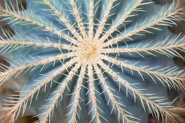 Groene cuctus close-up. Plant achtergrond en textuur — Stockfoto