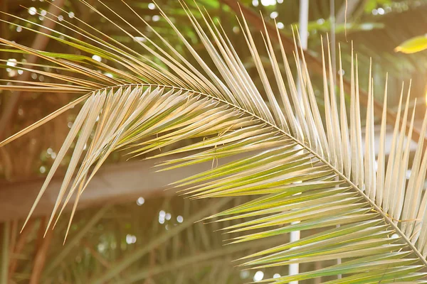 Blad van Palm in zonlicht. Zomer tropisch planten patroon — Stockfoto