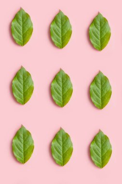 Pembe bir arka plan üzerinde yeşil yapraklarıdoğa deseni, tasarım için yaratıcı düz yatıyordu