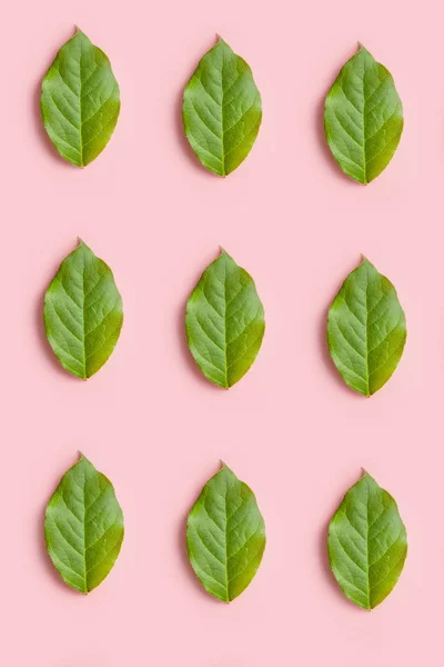 Natuur patroon van een groene bladeren op een roze achtergrond, creatieve platte lay voorontwerp — Stockfoto