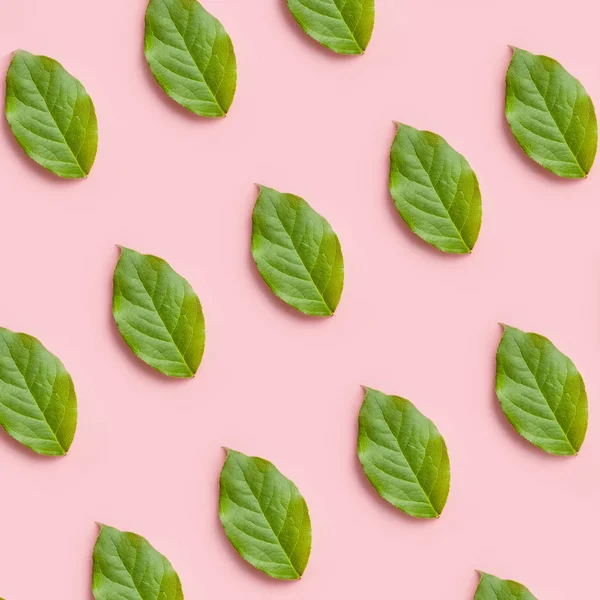 Μοτίβο της φύσης από πράσινα φύλλα σε ροζ φόντο, δημιουργικό επίπεδο για το σχεδιασμό — Φωτογραφία Αρχείου