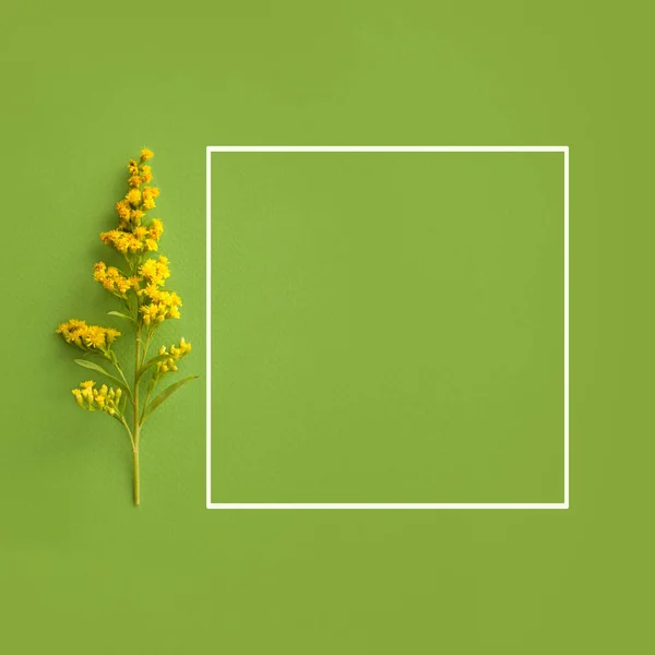 Tak met gele bloemen en wit frame voor tekst op groene achtergrond. Zomer patroon — Stockfoto