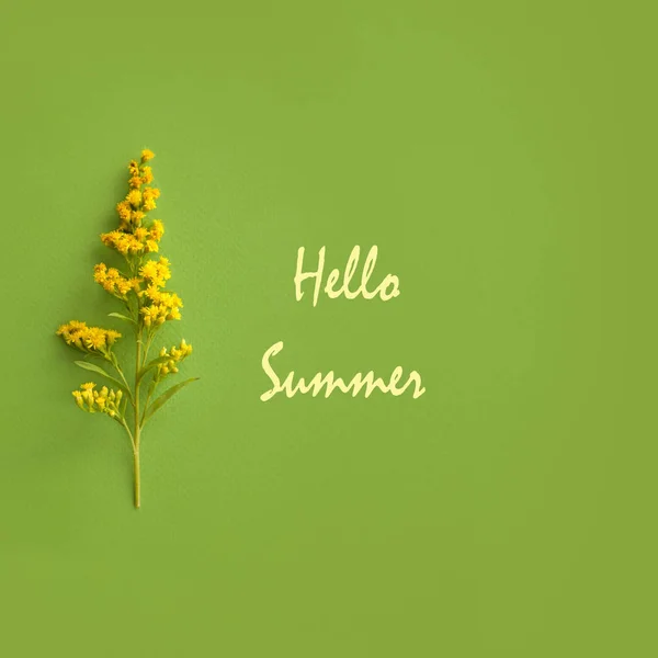 Yeşil arka planda sarı ve metin Hello Summer ile Dal. Yeşil arka planda yaz saati kavramı — Stok fotoğraf