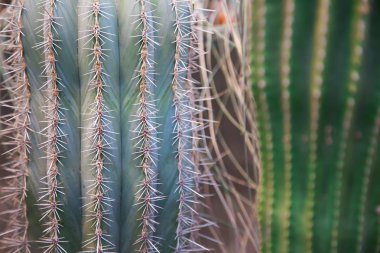 yeşil bir kaktüs, doğal arka plan çizgili ve dikenler yakın çekim