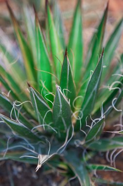 Agav Filifera bir çölde, yakın çekim görüntü. Bitki doğal arka plan.