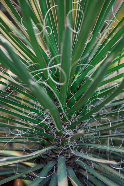 Agave filifera in de woestijn, close-up beeld. Focus op dun blad, natuurlijke achtergrond. — Stockfoto