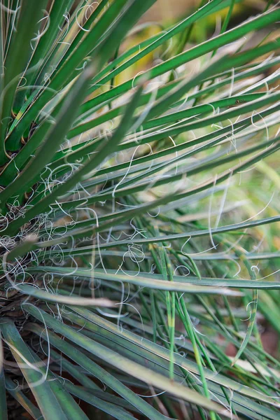 Agave filifera in de woestijn, close-up beeld. Focus op dun blad, natuurlijke achtergrond. — Stockfoto