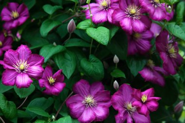 Güzel mor clematis grubu. Çiçek arka plan sarmaşıklar