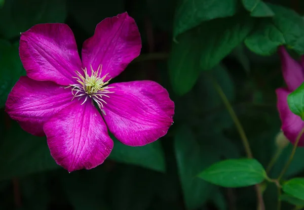 Einzelne schöne Magenta Clematis-Blüten in Großaufnahme im Garten — Stockfoto