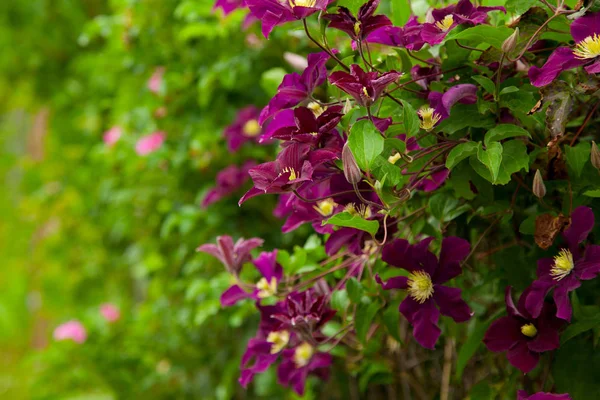 Mor clematis ile yaz bahçesi. Çiçek arka plan sarmaşıklar