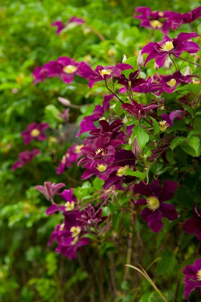 Jardim de verão com clematis.Vines roxo de fundo flor — Fotografia de Stock