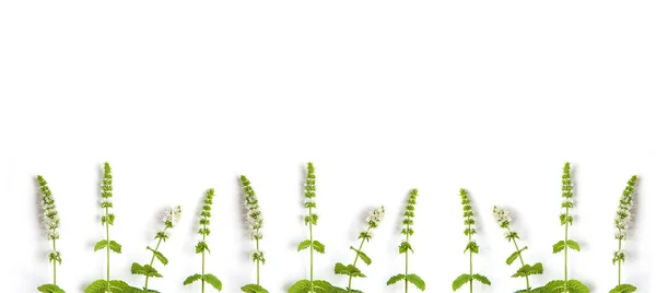 Mint gras met bloemen op witte achtergrond. Banner van verse munt en kopieer ruimte. — Stockfoto