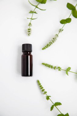bir şişe nane esansiyel yağı ve beyaz arka planda Brunch taze nane