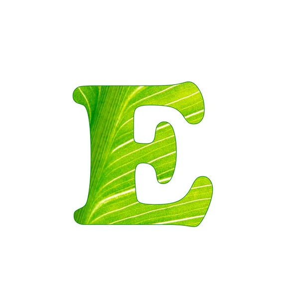 The green plant letter E , letters cut of the background of green sheet — Stock Photo, Image