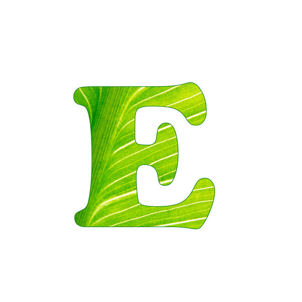 The green plant letter E , letters cut of the background of green sheet
