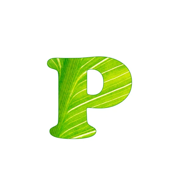 Zelené rostlinné písmeno P, podtržené z pozadí zeleného listu — Stock fotografie