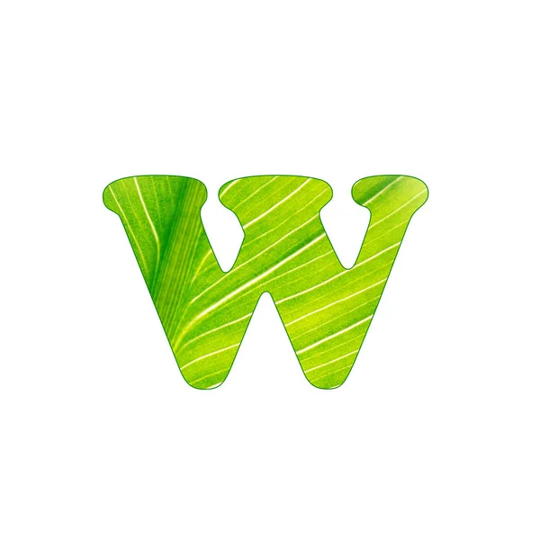 La lettera verde W della pianta, lettere tagliate dello sfondo del foglio verde — Foto Stock