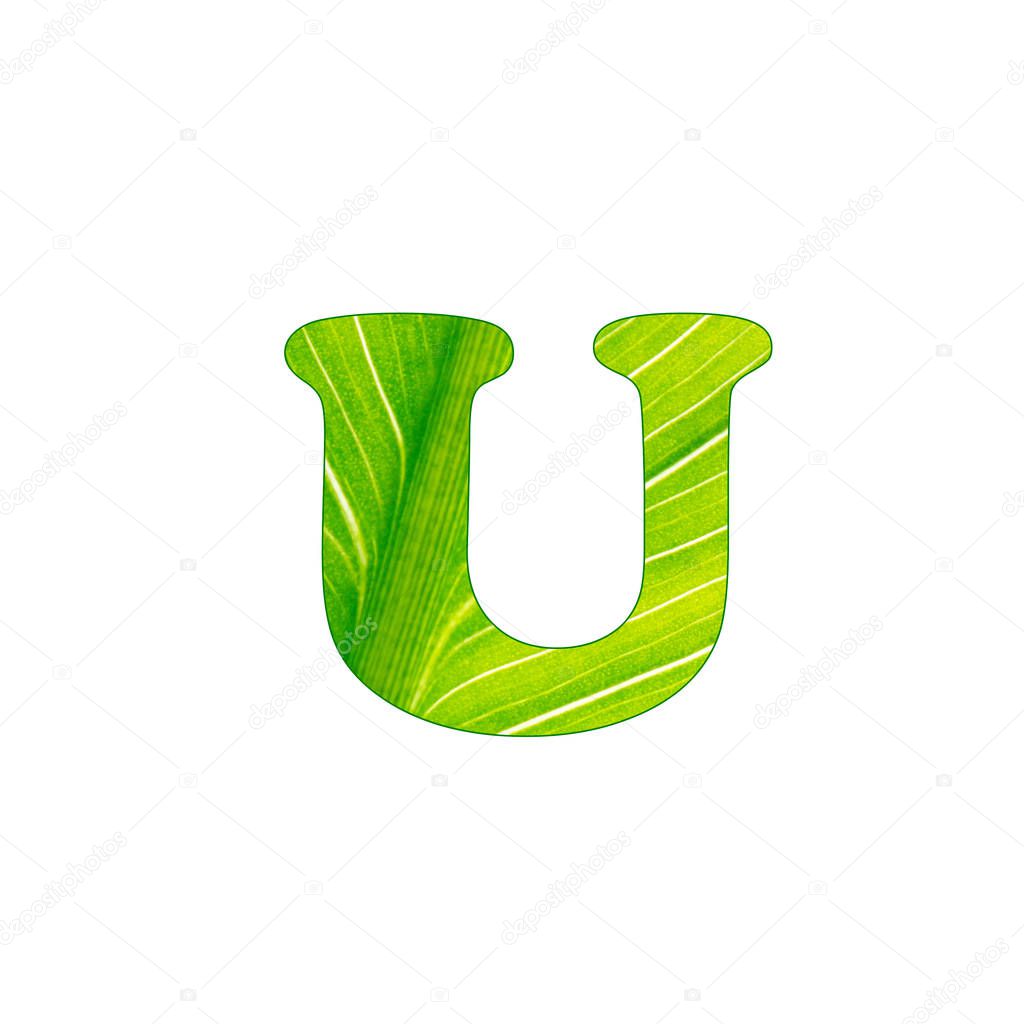 The plant green letter U , letter cut of the background of green sheet.Letters for design