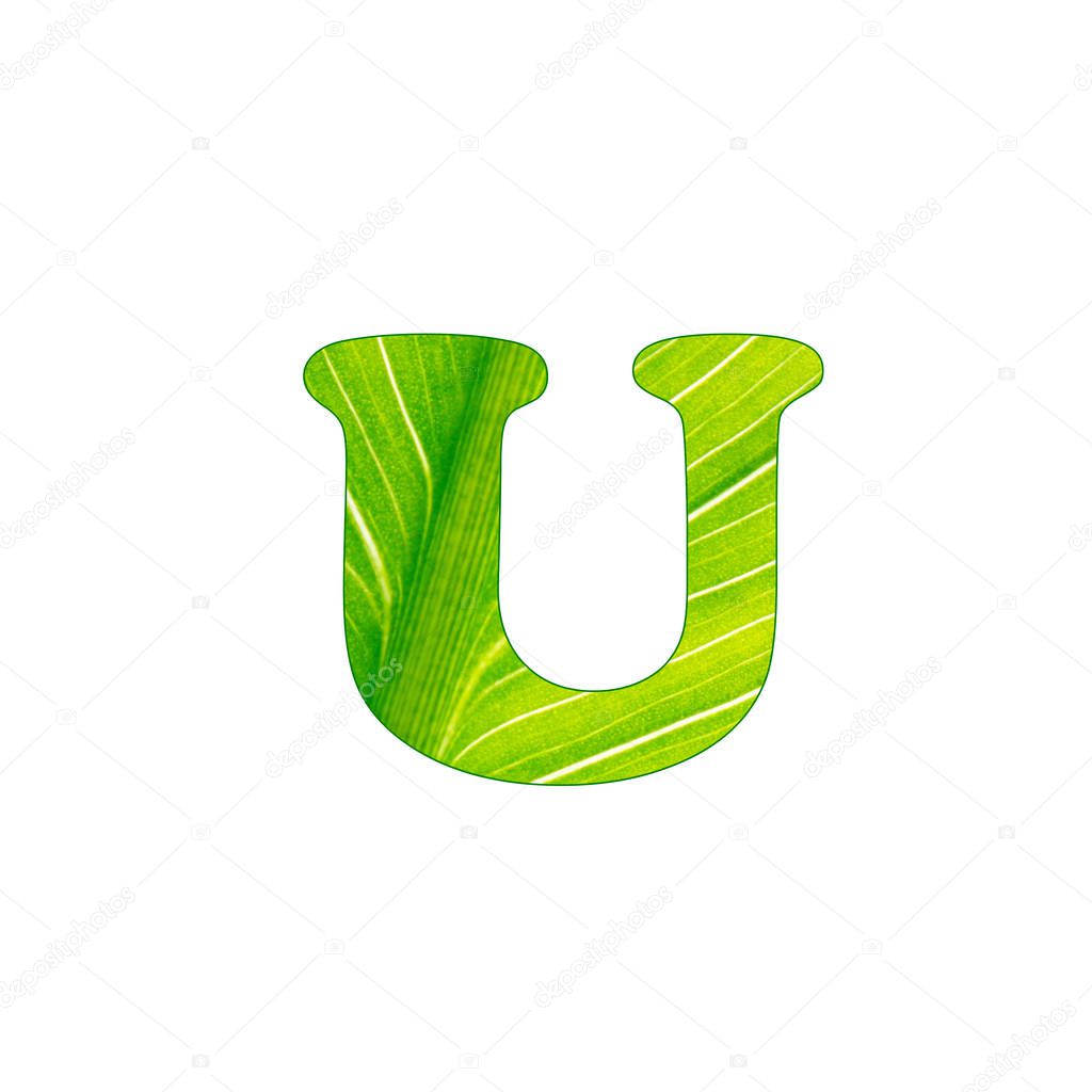 The green plant letter U , letters cut of the background of green sheet