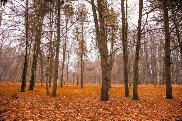 Podzimní les. Žluté stromy a pole s listy — Stock fotografie