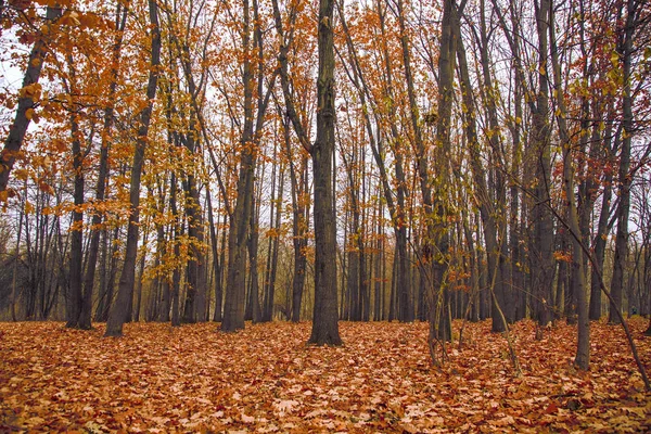 Floresta de paisagem de outono. Árvores amarelas e campo com folhas — Fotografia de Stock
