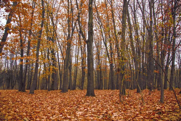 Autumn landscape forest. Yellow trees and field with leaves — Stock Photo, Image