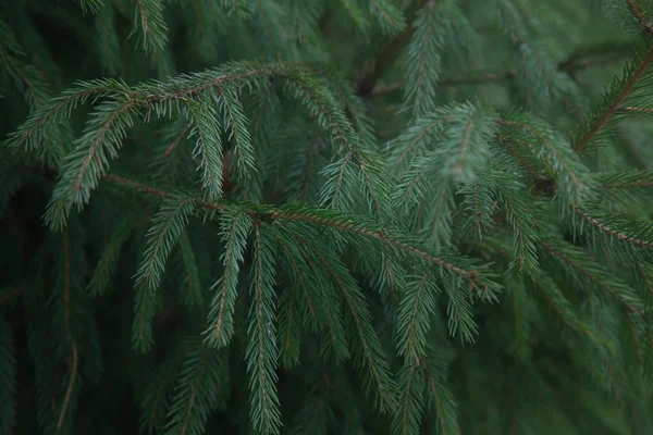 Fichtenzweige, flauschige Tannenzweige aus nächster Nähe. Weihnachtstapete. — Stockfoto