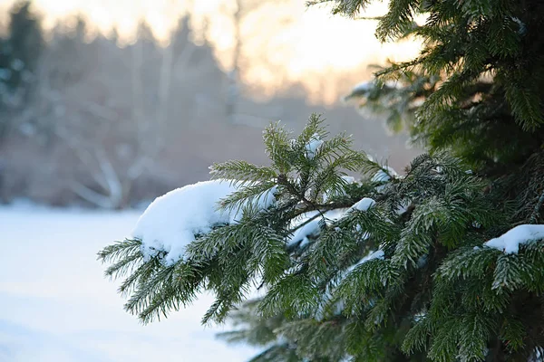 Christmas tree brunch in forest with snow. — Stock Photo, Image