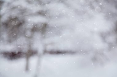 Winter forest out focus. Winter snowing background