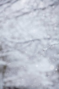Winter forest out focus. Winter snowing background