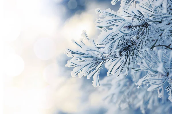 Schneebedeckter Blaufichte Nahaufnahme auf verschwommenem Hintergrund — Stockfoto